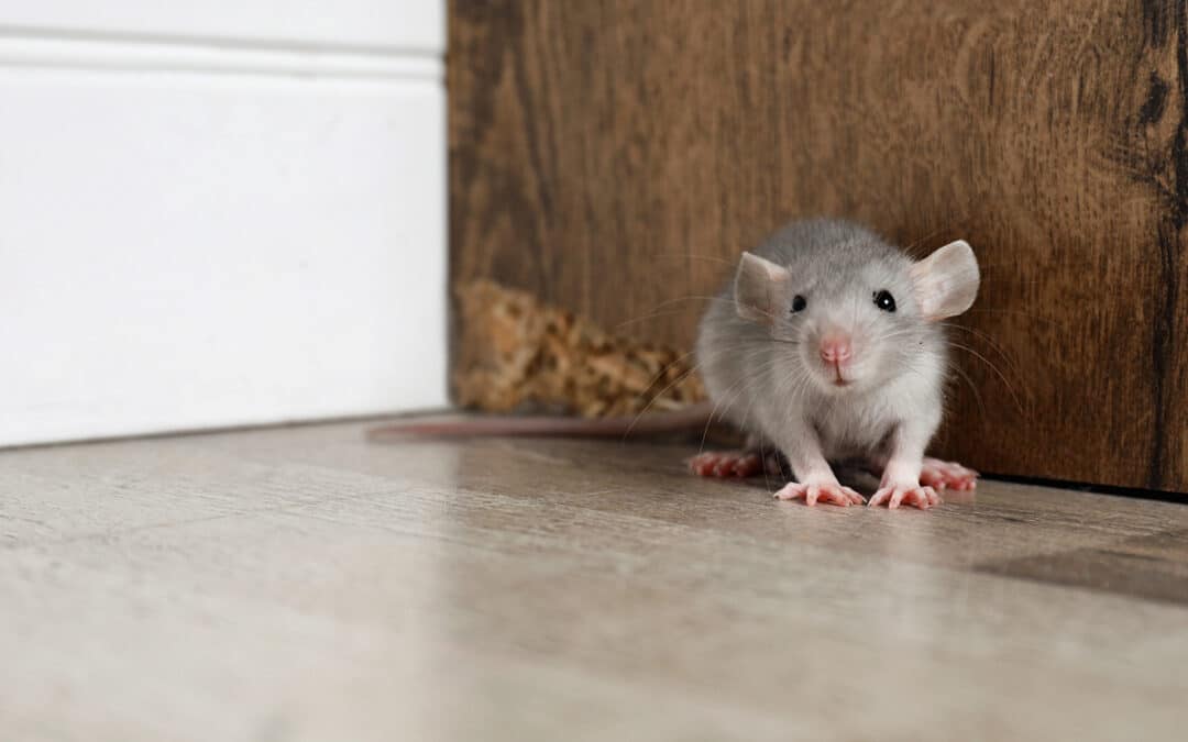 Derattizzazione-casa-giardino-ristorante-bologna Derattizzazione-casa-giardino-ristorante-bologna