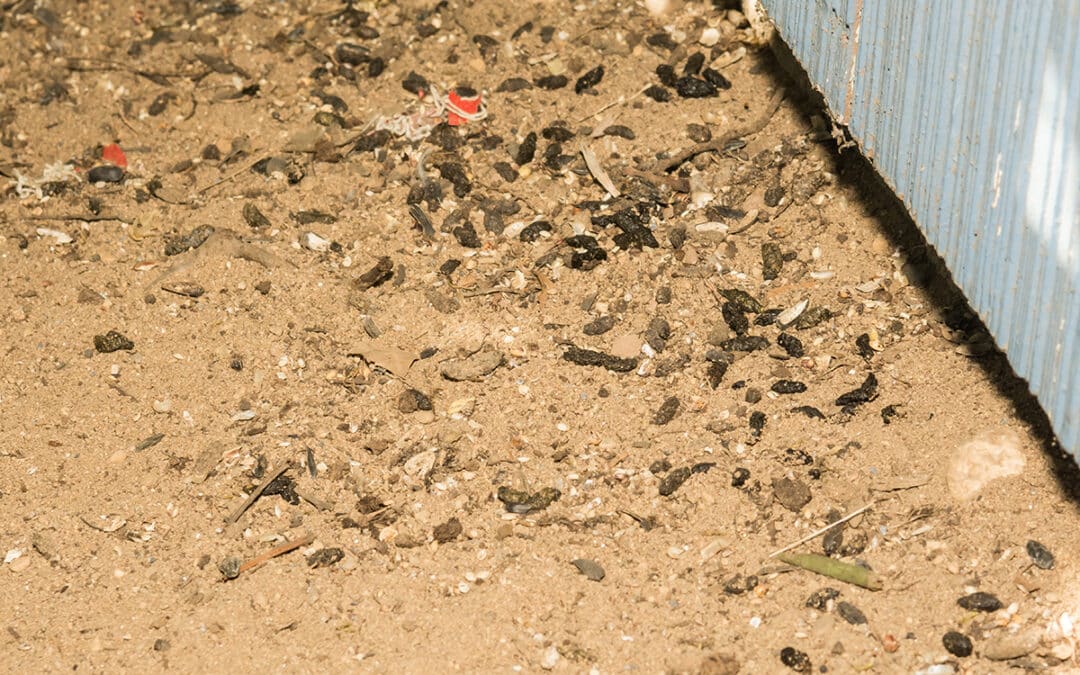 Disinfestazione-topi-casa-negozio-bologna