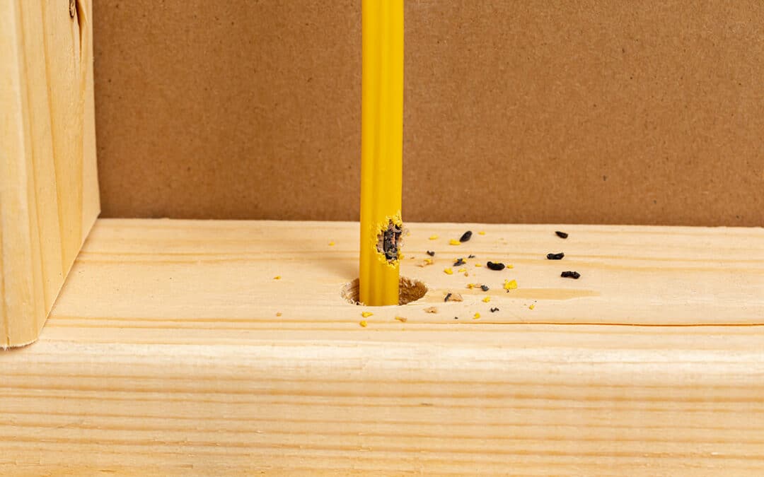 Disinfestazione-topi-ratti-roditori-bologna Disinfestazione-topi-ratti-roditori-bologna