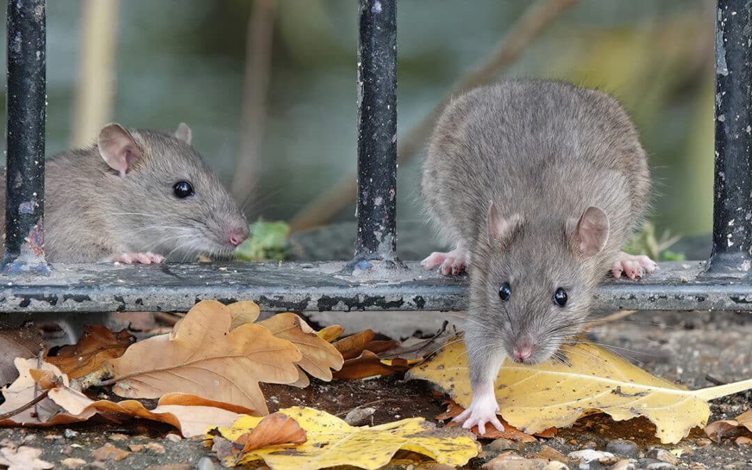 Impresa-derattizzazione-rapida-bologna Impresa-derattizzazione-rapida-bologna