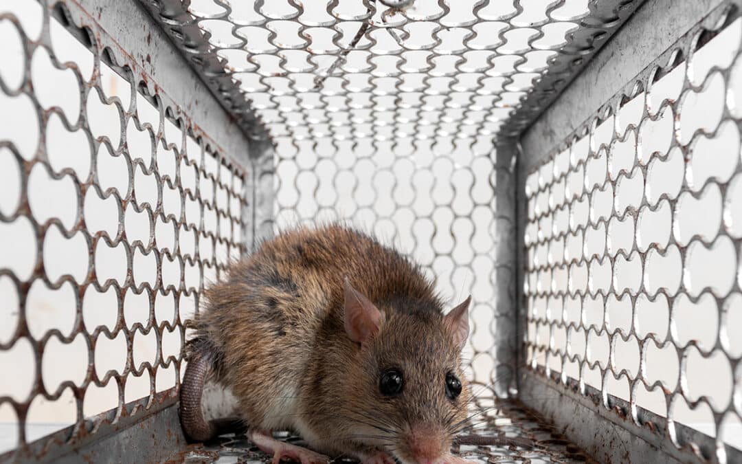 Monitoraggio-aree-infestate Monitoraggio-aree-infestate