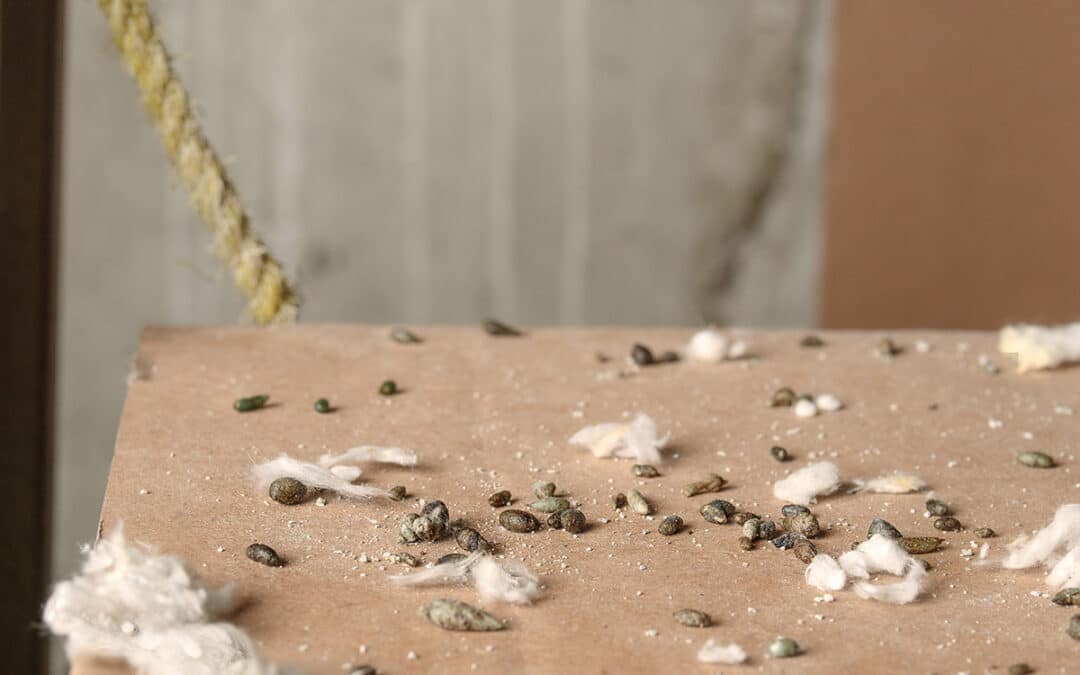 Residui-di-cibo-riparo Residui-di-cibo-riparo