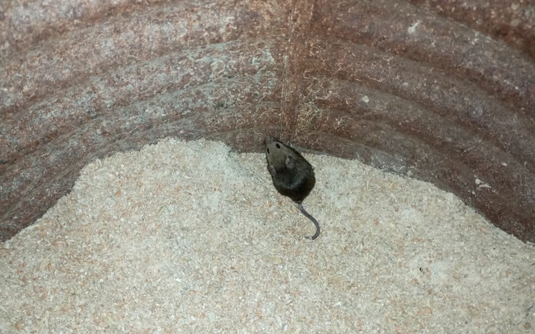 Servizio-disinfestazione-roditori-bologna Servizio-disinfestazione-roditori-bologna