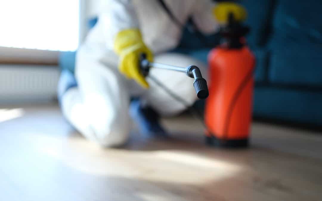 Topi-in-locale-riconoscere-tracce-bologna